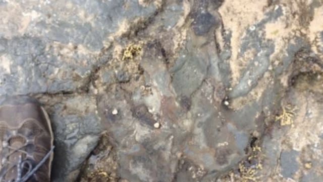 Vandals demolish 115,000,000-year-old dinosaur footprint in Australia