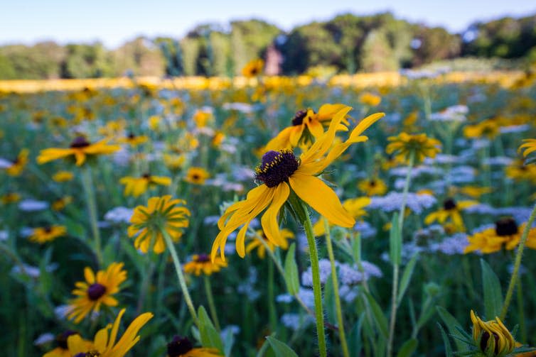 <span class="caption">Wildflower meadows are a riot of colour and species diversity – exactly what pollinators like.</span> <span class="attribution"><a class="link " href="https://www.shutterstock.com/image-photo/field-wildflowers-rudbeckia-black-eyed-susan-1126869845?src=1pFoV40Q7Y4mgmew_Fo19w-1-15" rel="nofollow noopener" target="_blank" data-ylk="slk:Debra Anderson/Shutterstock;elm:context_link;itc:0;sec:content-canvas">Debra Anderson/Shutterstock</a></span>