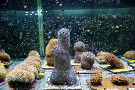 Light illuminates an aquarium full of Pillar coral (Dendrogyra cylindricus) just a few days before the animals would successfully spawn in an aquarium for the first time at a Florida Aquarium facility in Apollo Beach, Florida