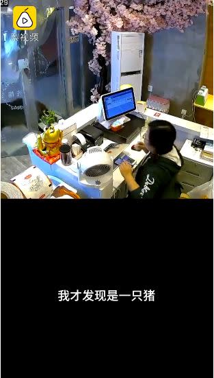 女店員起初以為是哈士奇。（圖／翻攝自梨視頻）