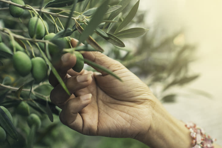 a person touching a plant