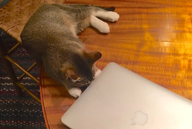 Graham the cat trying to lift the top of a MacBook Air