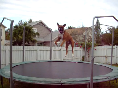 7. Trampoline Boxer