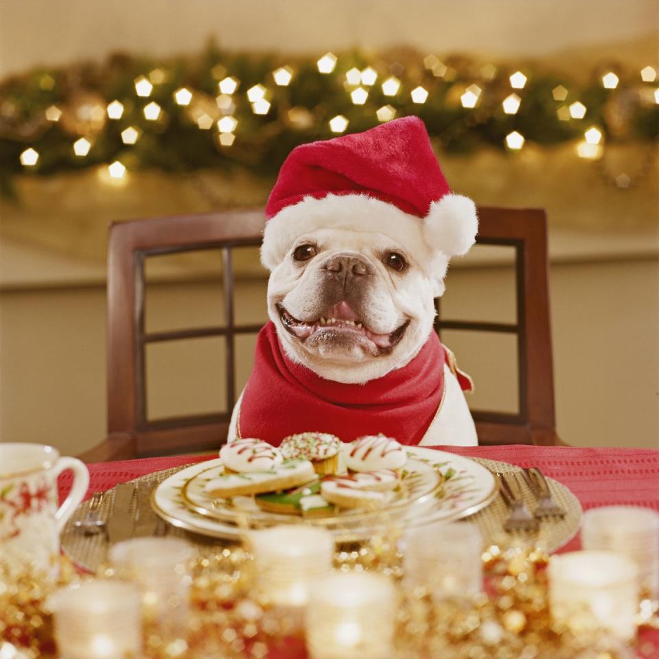 french bulldog wearing santa hat at table covered with christmas cookies