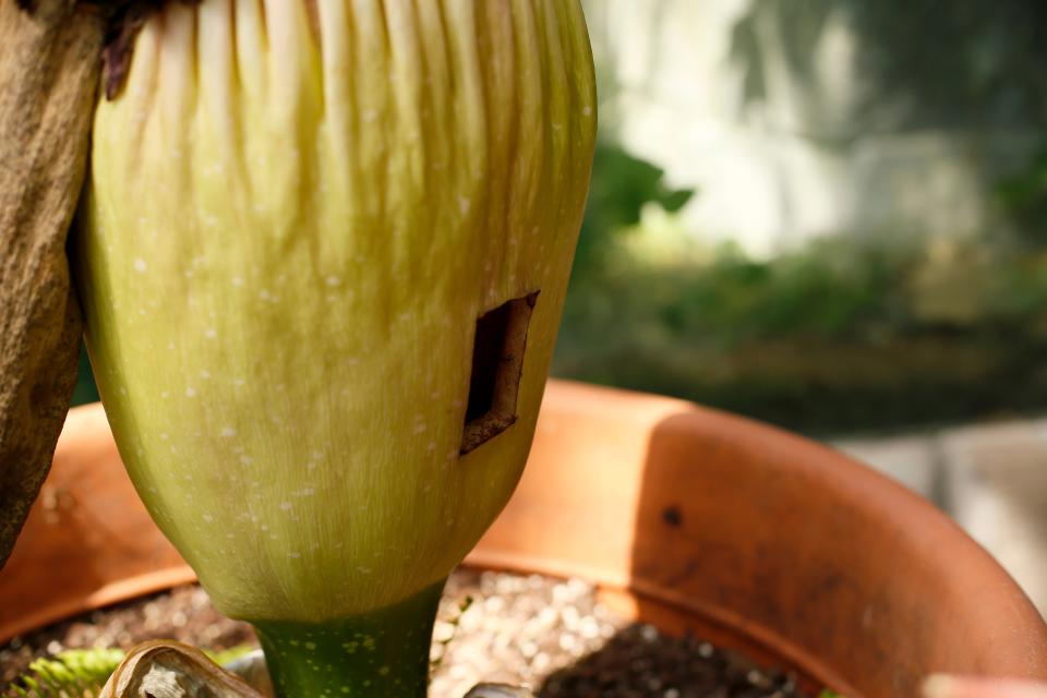 A window is cut into the body of the corpse flower where attempts were made to gather pollen at the Cincinnati Zoo and Botanical Garden in the Avondale neighborhood of Cincinnati on Thursday, July 28, 2022.