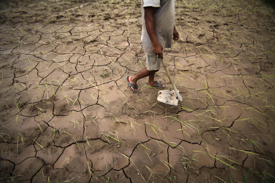 An Indian farmer walks through a dry, cracked paddy field in Ranbir Singh Pura 34 kilometers (21 miles) from Jammu, India, Friday, Aug. 3, 2012. India's Meteorological Department says it expects the country to get at least 10 percent less rain this June-to-September monsoon season. The shortfall also is expected to swell electricity demand in a power-starved nation as farmers turn to irrigation pumps to keep their fields watered. (AP Photo/Channi Anand)