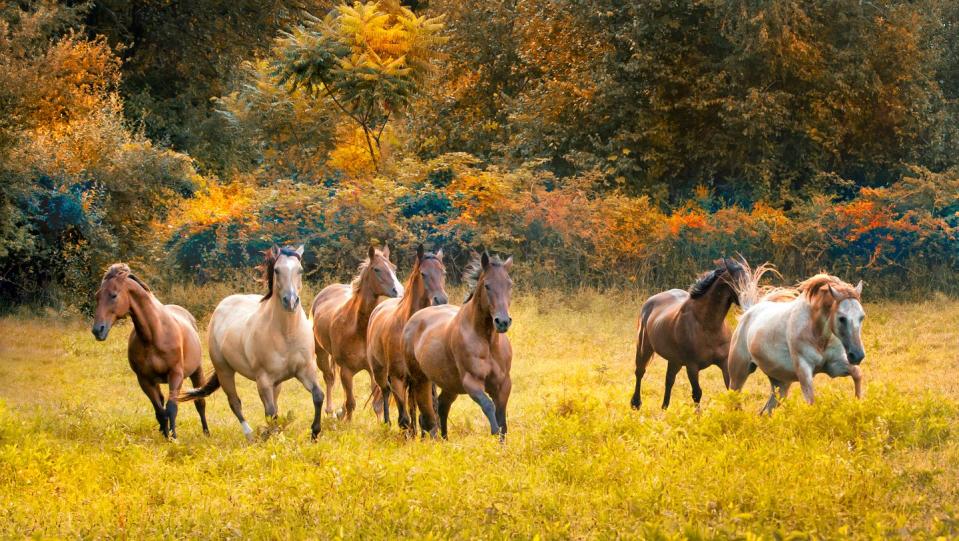<p>New Jersey loves its horses! The state has <a href="https://www.state.nj.us/nj/about/things.html" rel="nofollow noopener" target="_blank" data-ylk="slk:more horses per square mile;elm:context_link;itc:0;sec:content-canvas" class="link ">more horses per square mile</a> than any of the other 49 states, which is probably why the United States Equestrian Team is based in Gladstone, New Jersey.</p>