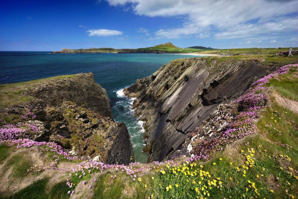 Wildflowers on the cliffs of the Pembrokeshire Coast Path (Michael Roberts/Getty Images)