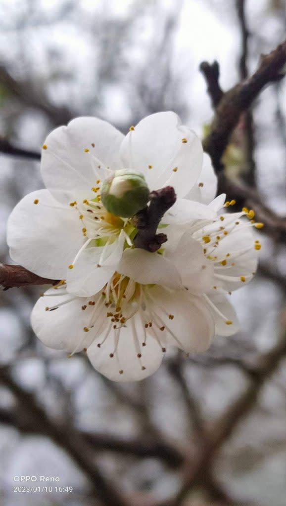 一朵朵白色梅花在樹枝綻放。（記者湯朝村/翻攝自梅山鄉公所臉書）