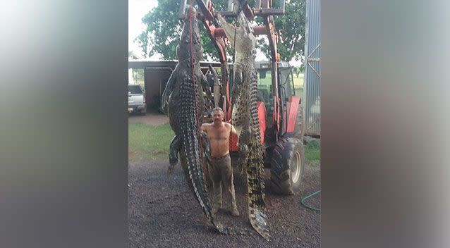 Croc catcher Roger Matthews with the beasts measuring 4.3m and 4.45m. Source: Facebook/Triple C crocodile catching contractors