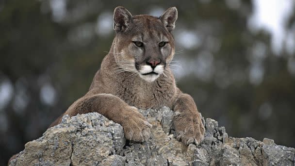 PHOTO: This undated stock photo shows a cougar resting on a rock in Utah. (STOCK PHOTO/Getty Images)