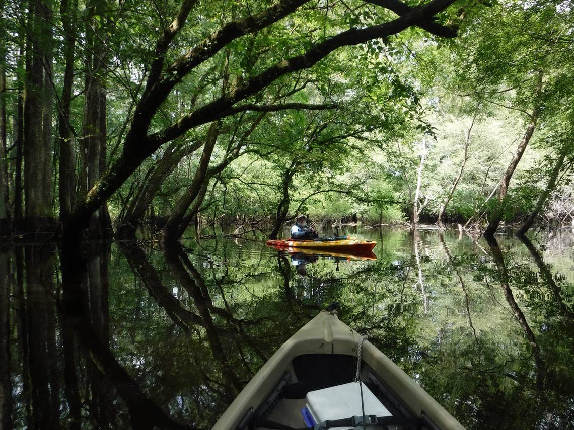 The Edisto River stretches from its headwaters near Aiken to flow unvexed to the sea at Edisto Island near the mouth of St. Helena Sound. Its Lowcountry banks are mostly floodplain forest of tupelo, cypress and other trees that make a great destination for exploring nature. Here, kayaker Tom Taylor of Greenville pauses in a quiet cove near Colleton State Park.