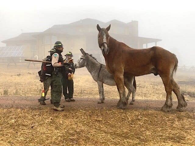 Adam and Ennis safe after a successful escape from the CalWood fire. (Photo: Photo courtesy of Boulder County Parks and Open Space)