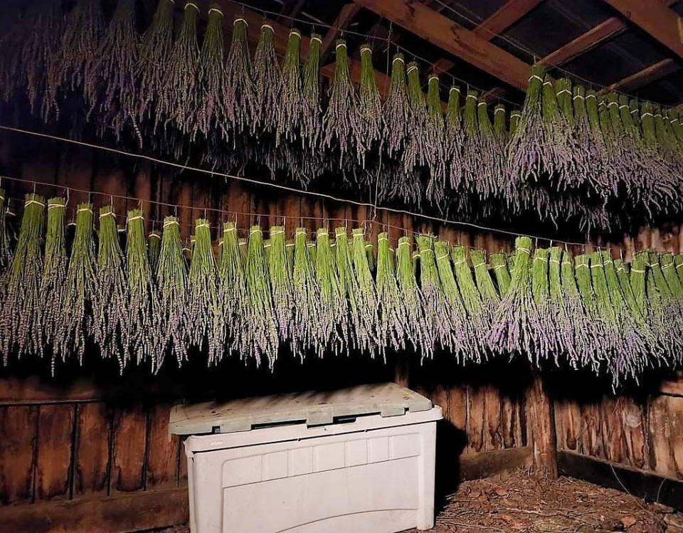 Lavender is harvested and hung to dry in the barn at MGM Lavender Farm in Halls, June, 2022.