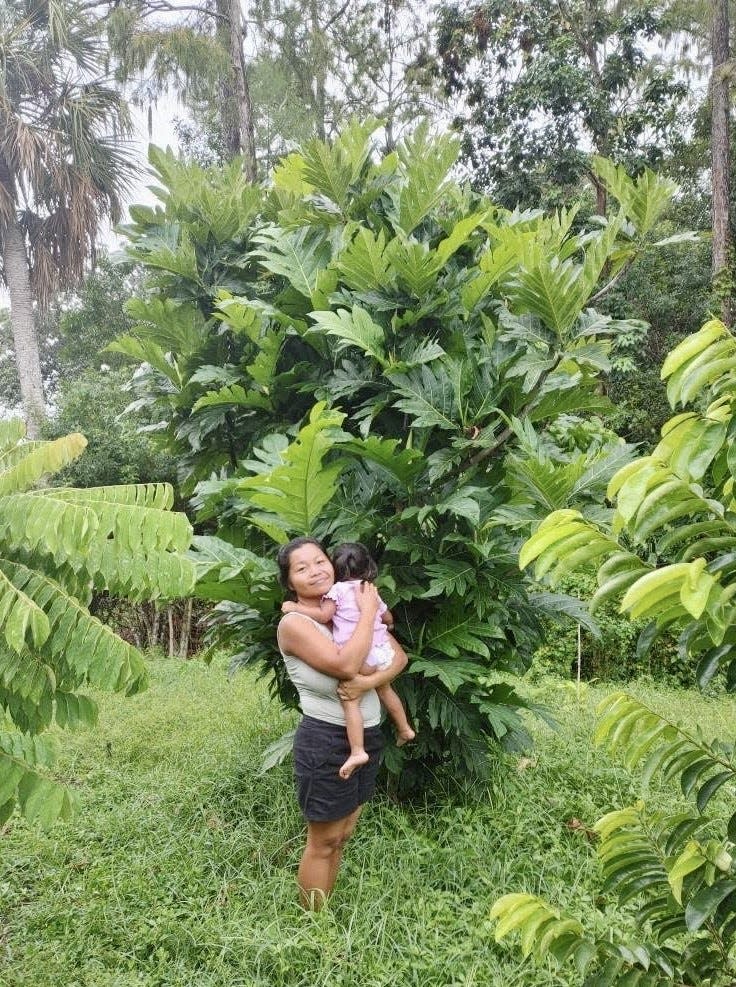 Bobby Biswas' wife Mas Biswas and their daughter Jessica in front of what is believed to be the northernmost fruiting outdoor breadfruit tree in the U.S., if not the world.