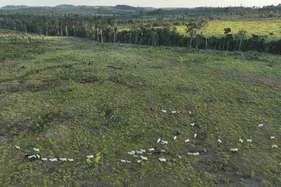 Ganado camina a lo largo de un área deforestada ilegalmente en una reserva cerca de Jaci Paraná, en el estado de Rondonia, Brasil, el miércoles 12 de julio de 2023. (AP Foto/Andre Penner)