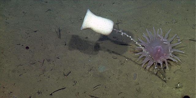 Photo credit: Monterey Bay Aquarium Research Institute (MBARI)