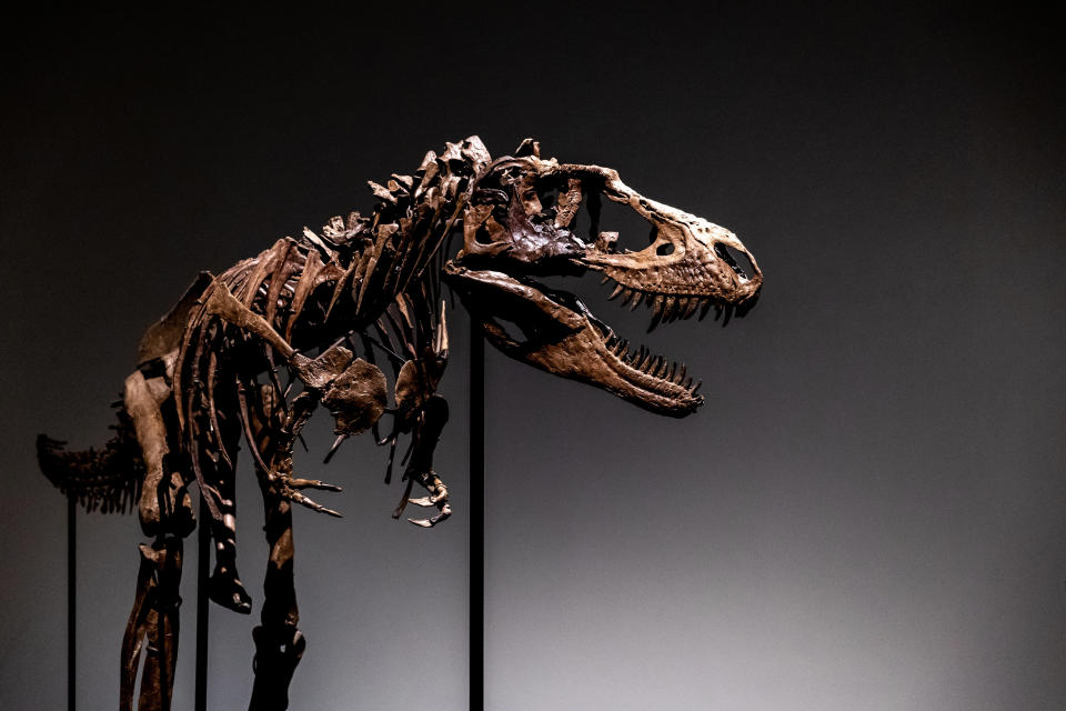 蛇髮女妖龍（Gorgosaurus libratus，獸腳亞目暴龍科恐龍的一種）骨架。A Gorgosaurus dinosaur skeleton, the first to be offered at auction, is displayed at Sotheby's New York, Tuesday, July 5, 2022, in New York. (AP Photo/Julia Nikhinson)（美聯社資料照）