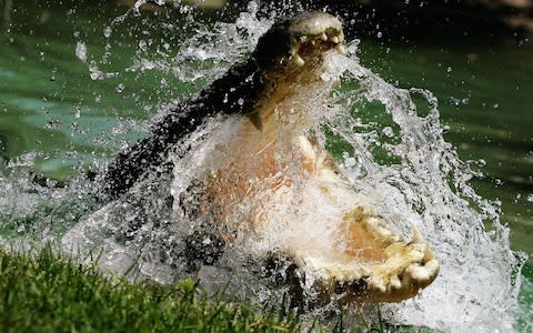 The Saltwater croc actively hunts human beings which stray into it's territory - Credit: Ian Waldie/Getty Images