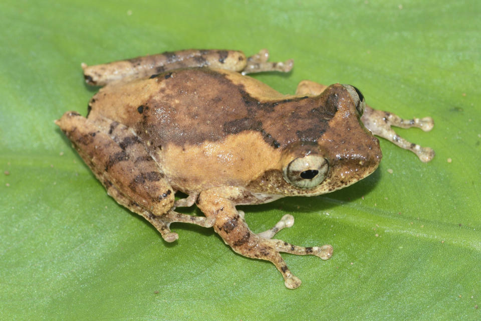 In this undated photo, a frilled tree frog rests on a leaf. The frilled tree frog is among 224 new species listed in the World Wildlife Fund's latest update on the Mekong region. The conservation group's report released Wednesday, Jan. 26, 2022, highlights the need to protect the rich biodiversity and habitats in the region, which includes Vietnam, Cambodia, Laos, Thailand and Myanmar. (World Wildlife Foundation via AP)