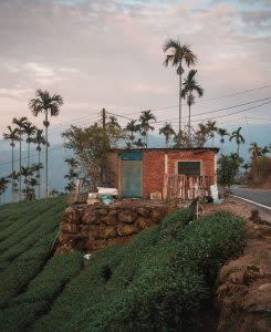 A beautiful tea plantation on the road while my trip with my scooter in the middle of Taiwan, the caption reads. (Courtesy of <strong>Breckler Pierre</strong>)