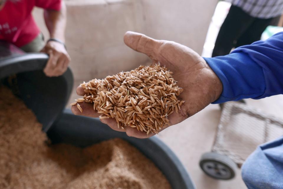 A farmer holds rice in his hand in Khon Kaen province in northeastern Thailand March 12, 2019.  REUTERS/Patpicha Tanakasempipat