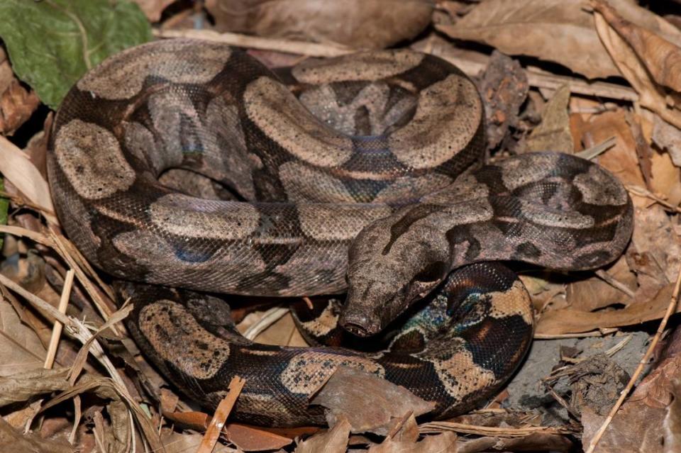 En la foto, una boa atlántica, o boa constrictor de la selva atlántica.