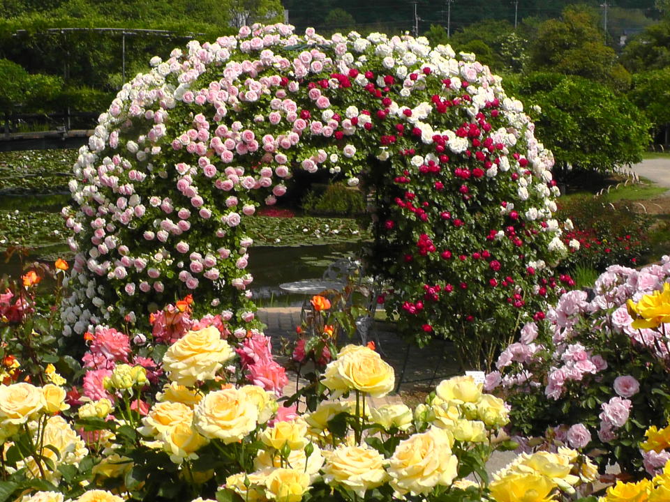 日本旅遊｜東京近郊足利花卉公園 超夢幻紫藤花花季！世界十大絕美夢幻景點 附購買門票方法