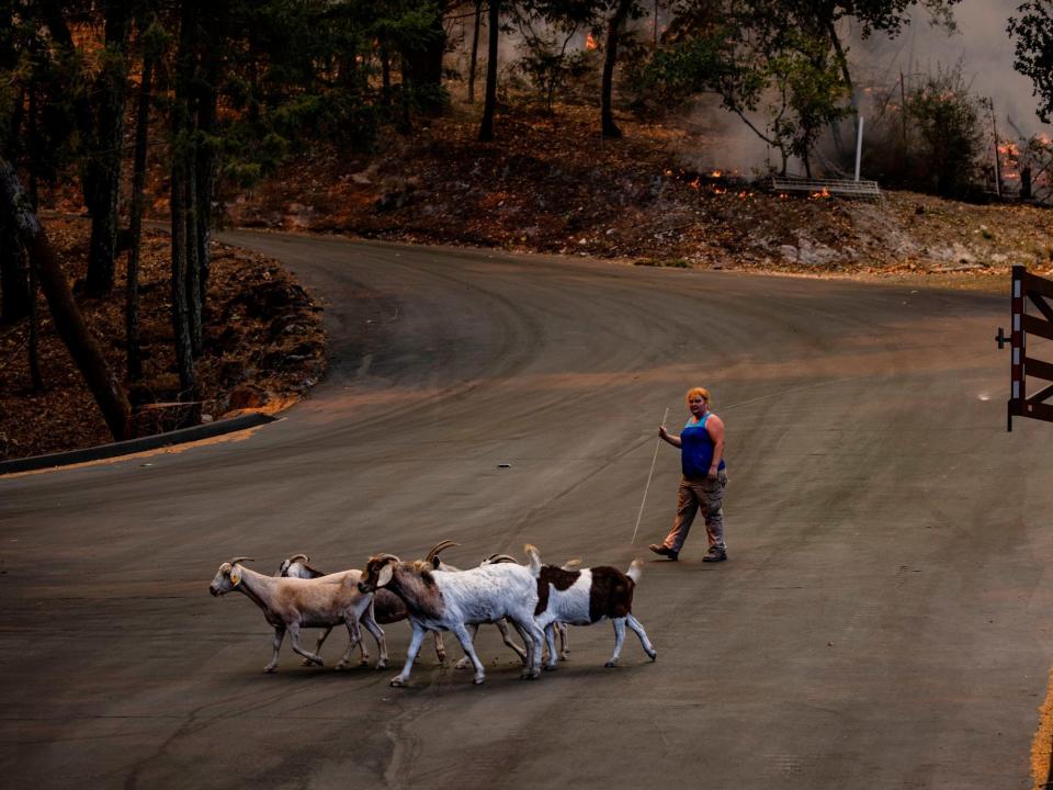 A goat herder shepherds a herd of goats from Mascauser Vineyards and Ranch in Napa Valley, California