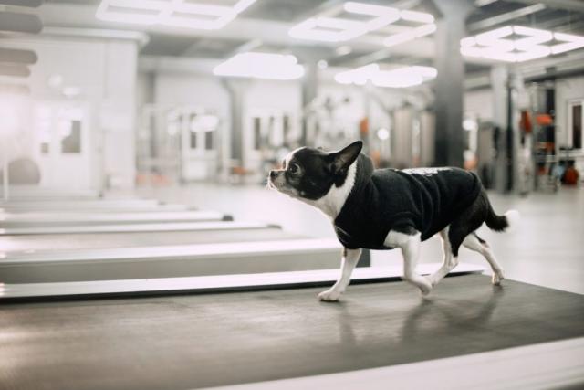 Utah's Dog Treadmill Exercise Options - Dog Friendly SLC