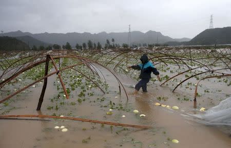 A farmer walks among a flooded watermelon field as heavy rainfall, under the influence of Typhoon Chan-hom, hits Sanmen county, Zhejiang province, China, July 11, 2015. REUTERS/William Hong