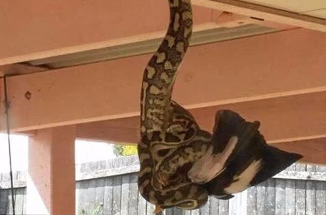 A man was shocked to find a massive python devouring a magpie as it hung from a neighbour's Gold Coast veranda. Source: Shane Raddatz