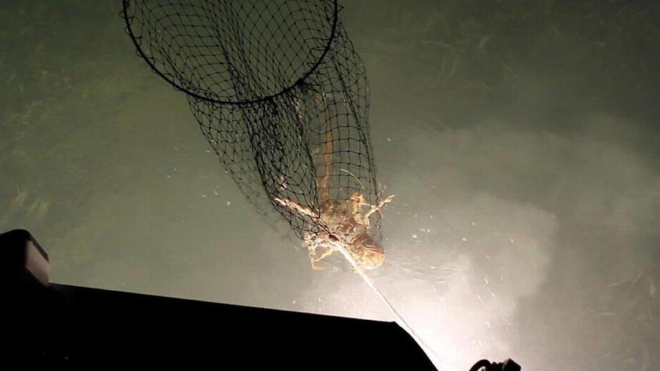 A lobster is raised from a shallow flat on a night fishing trip, using a bully net.