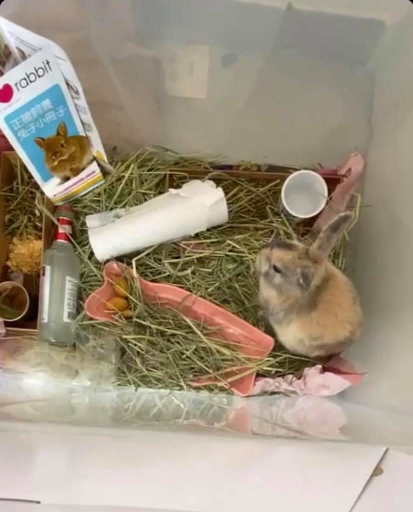 兔兔居於充滿雜物的膠箱中。