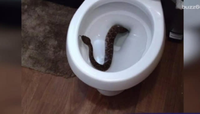 Yikes! Rattlesnake found in toilet leads to discovery of dozens more