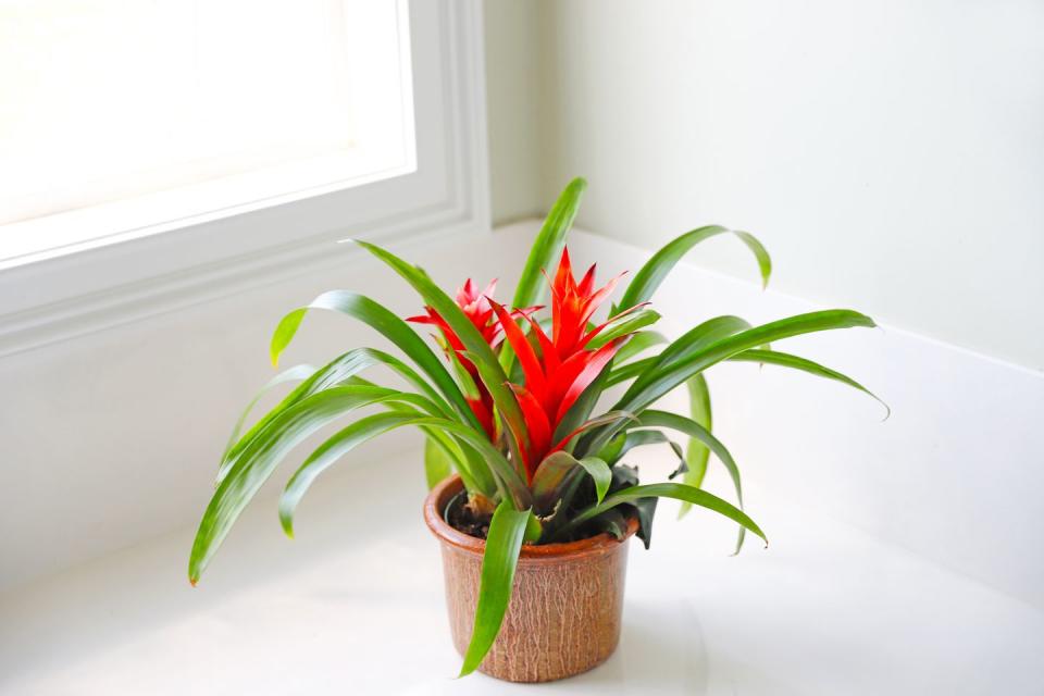 3) Bromeliad