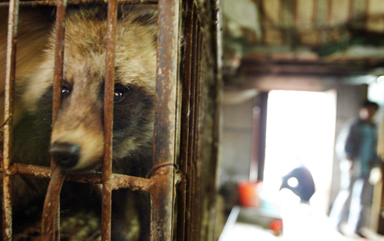 A raccoon dog destined for the dinner table looks out of its cage in Xin Yuan wild animal market in the southern Chinese city of Guangzhou - PETER PARKS/AFP via Getty Images