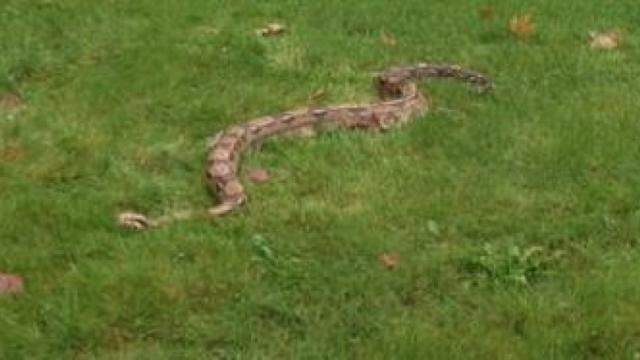 Colombian Red-Tailed Boa Constrictor