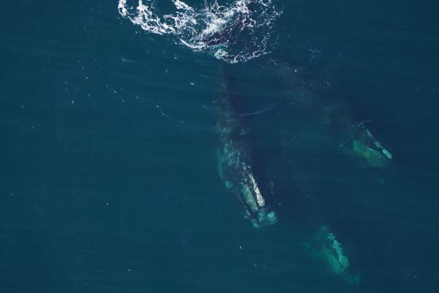 Gray whale spotted off Nantucket – NBC Boston