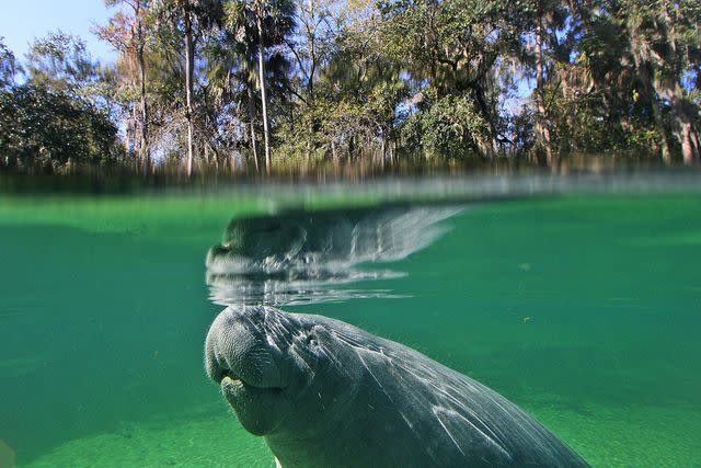 <p>Orlando Sentinel/Getty Images</p>