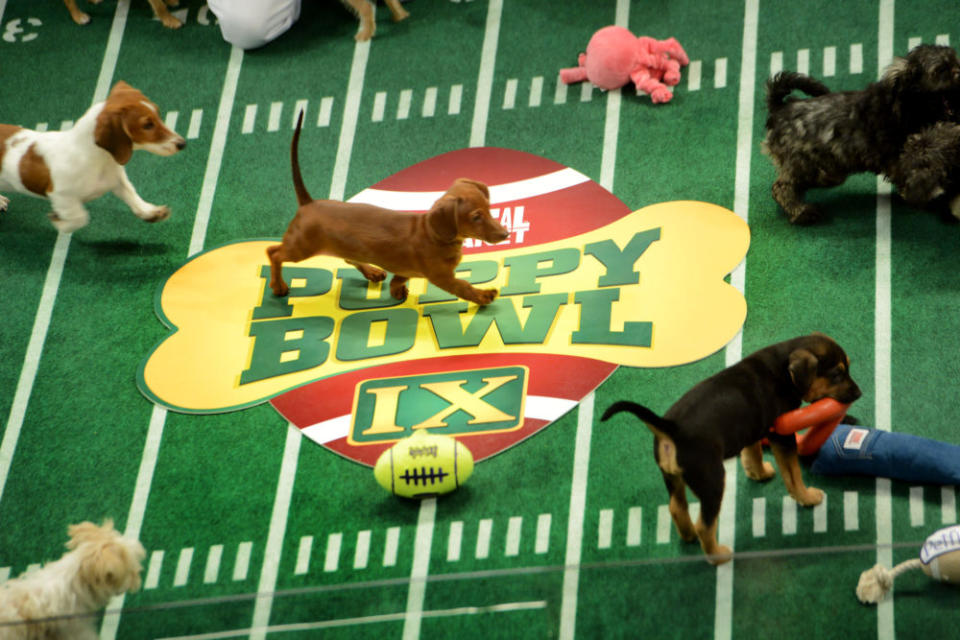 Animal Planet is doing “Puppy Bowl” and “Dog Bowl” this year, and really, who needs football?