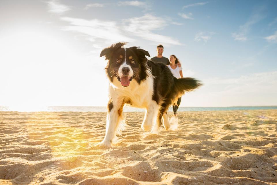 dog running on a beach in the sun; do dogs get sunburns?