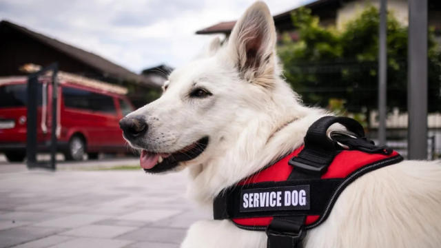 New Jersey Service Dog Receives Honorary Diploma Alongside Owner