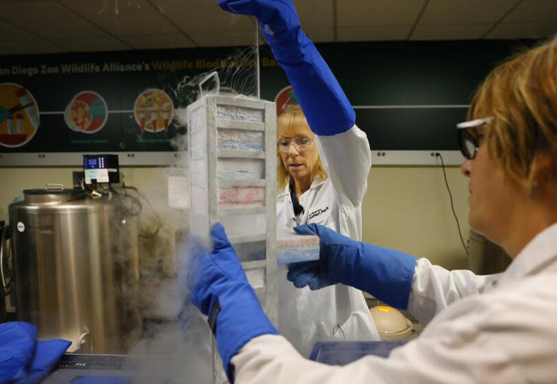 Escondido, CA, October 11, 2023: Marlys Houck, left, and Ann Misuraca load fibroblast cells which are used for cloning at the San Diego Zoo Wildlife Alliance's Wildlife Biodiversity Bank Frozen Zoo on Wednesday, October 11, 2023 in Escondido, CA. The cryobank at the Frozen Zoo holds thousands of types of individual animals. Houck is the curator of the Frozen Zoo and Misuraca is a research coordinator. (K.C. Alfred / The San Diego Union-Tribune)