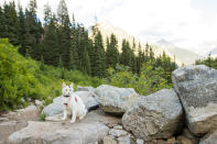 <p>Off-leash hike outside of North Cascades National Park in northern Washington State. (Photo: Our Vie / Caters News) </p>