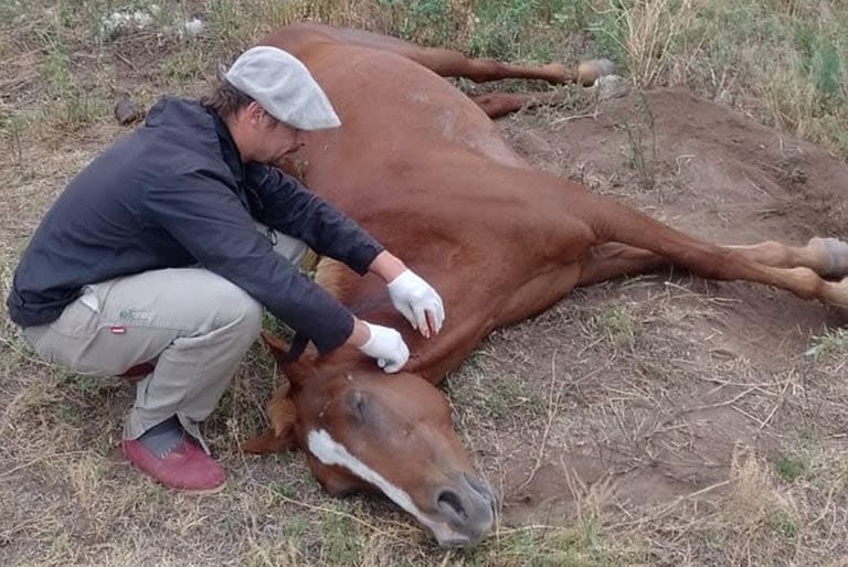 Hasta el momento, las provincias donde se registraron los brotes en equinos son Buenos Aires, Catamarca, Chaco, Corrientes, Córdoba (foto), Santa Fe, San Luis, La Pampa, Entre Ríos, Formosa, Santiago del Estero, Río Negro, Salta, La Rioja, Mendoza, Neuquén y Chubut