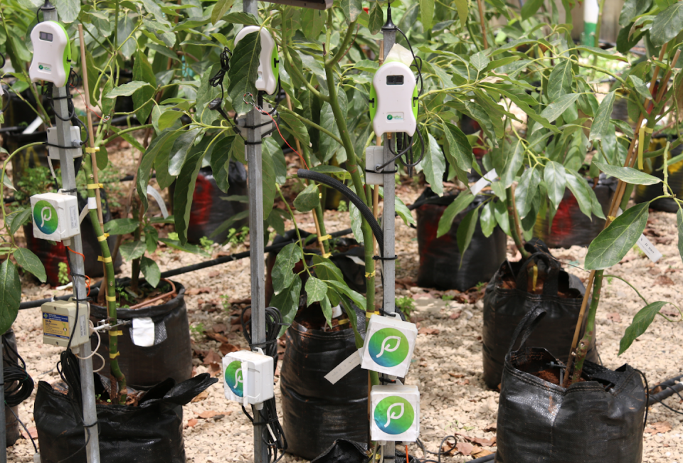 Precision agriculture can include sensors that monitor crops, such as these avocado plants. <a href="https://commons.wikimedia.org/wiki/File:Avocado_plant_monitoring_Precision_Agriculture.png" rel="nofollow noopener" target="_blank" data-ylk="slk:Simple loquat/Wikimedia;elm:context_link;itc:0;sec:content-canvas" class="link ">Simple loquat/Wikimedia</a>