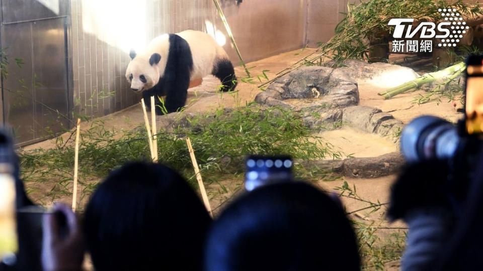 圓滾滾、呆萌的香香是上野動物園裡的明星貓熊，廣受民眾喜愛。（圖／達志影像美聯社）