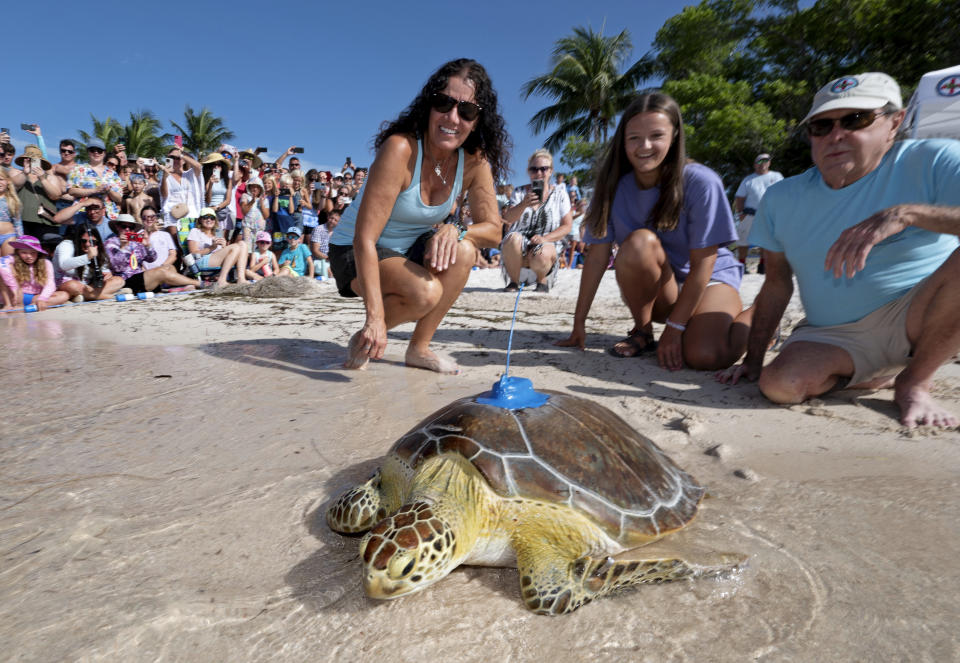 Bette Zirkelbach, left, and Richie Moretti, right, watch as "Marcia," a juvenile green sea turtle, is released off the Florida Keys, Friday, July 14, 2023, at Sombrero Beach in Marathon, Fla. "Marcia," named by her rescuers after being found off Marathon suffering from positive buoyancy disorder, was rehabilitated at the Keys-based Turtle Hospital and was fitted with a satellite-tracking transmitter and released Friday to participate in the Tour de Turtles, an online educational tracking program coordinated by the Sea Turtle Conservancy. Beginning Aug. 1, the initiative is to follow 12 sea turtles for three months. (Andy Newman/Florida Keys News Bureau via AP)