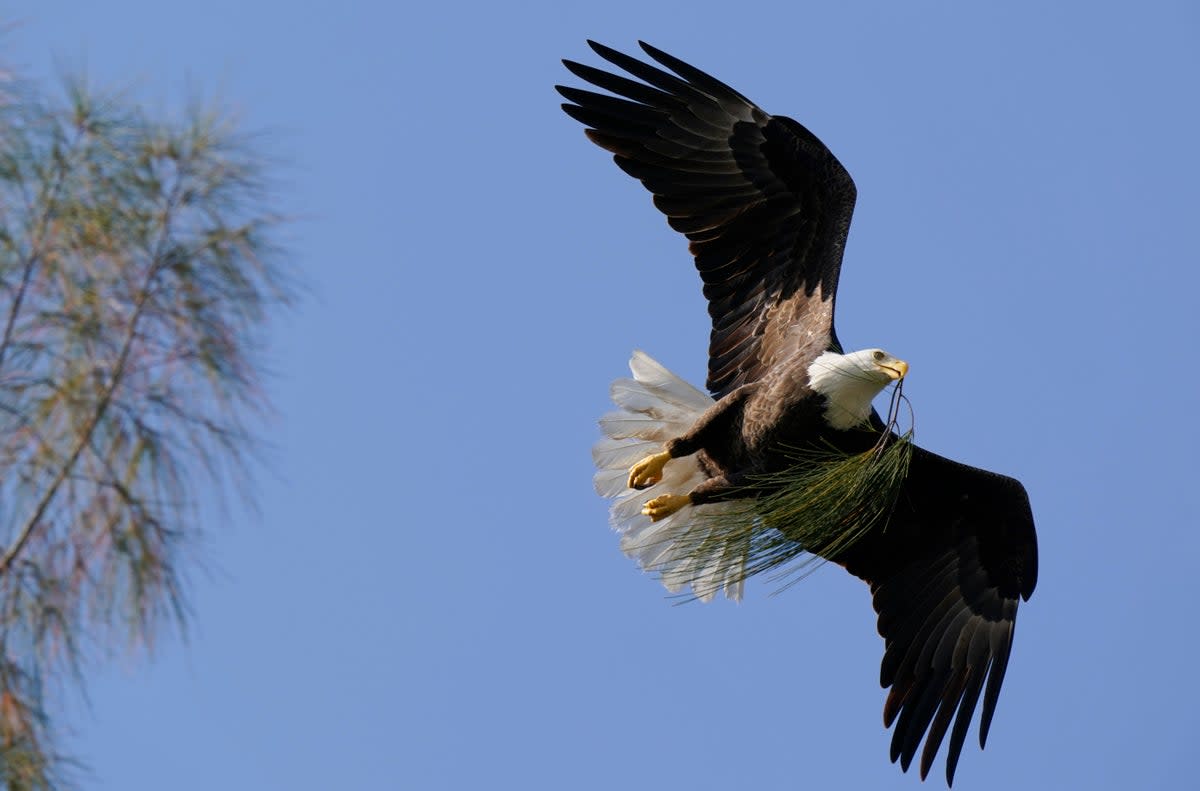 ANIMALES VULNERABLES (AP)